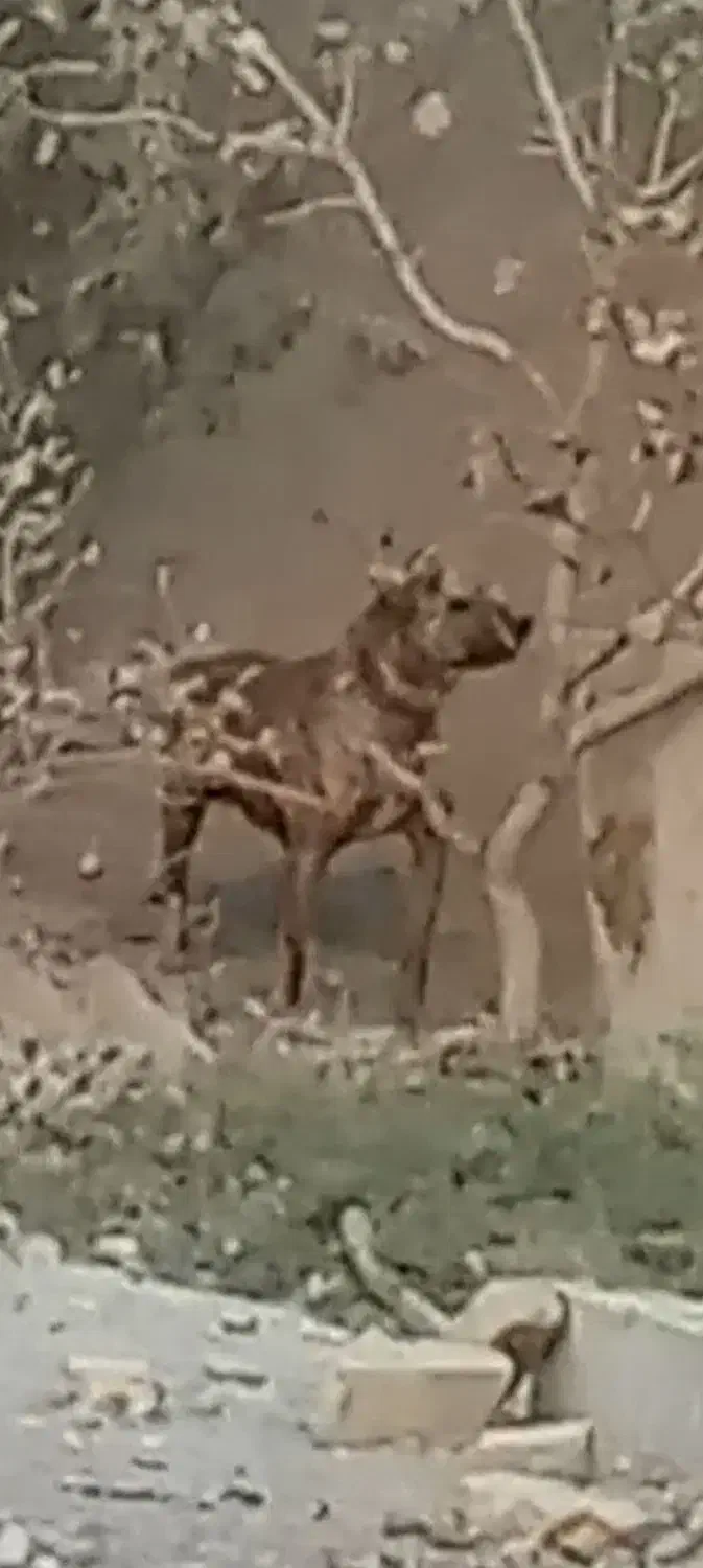 سگ ماده سرابی کانال درجه یک سه سالشه|سگ|باقرشهر, |دیوار