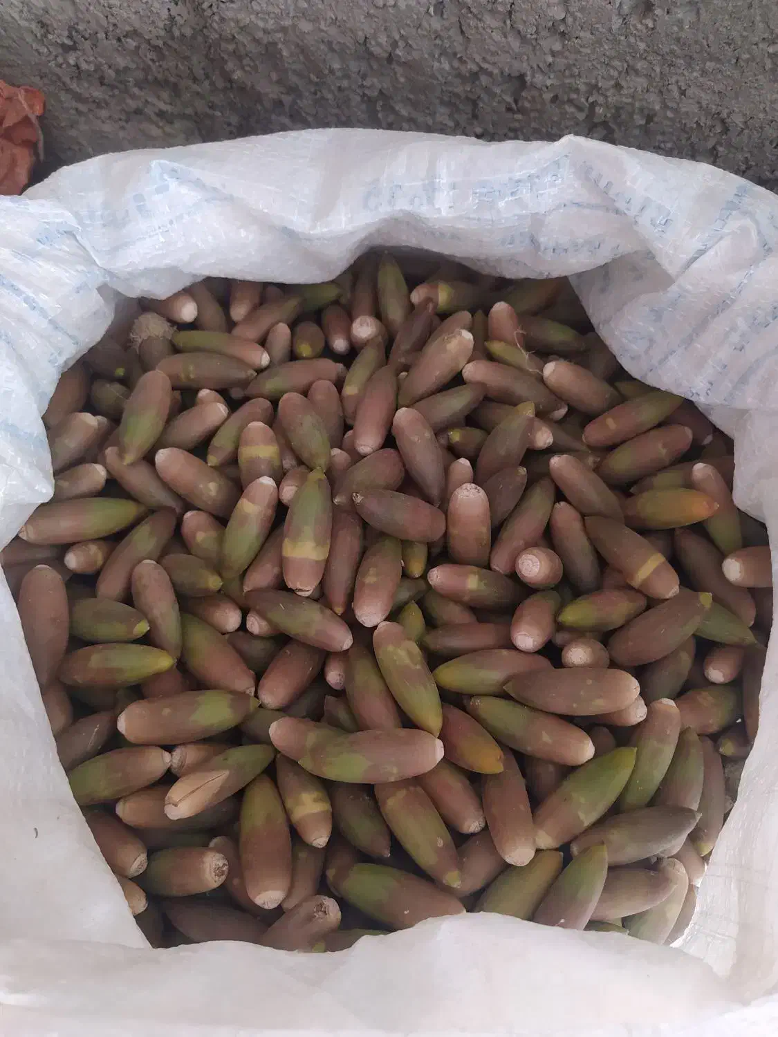 بریو|حیوانات مزرعه|گچی, |دیوار