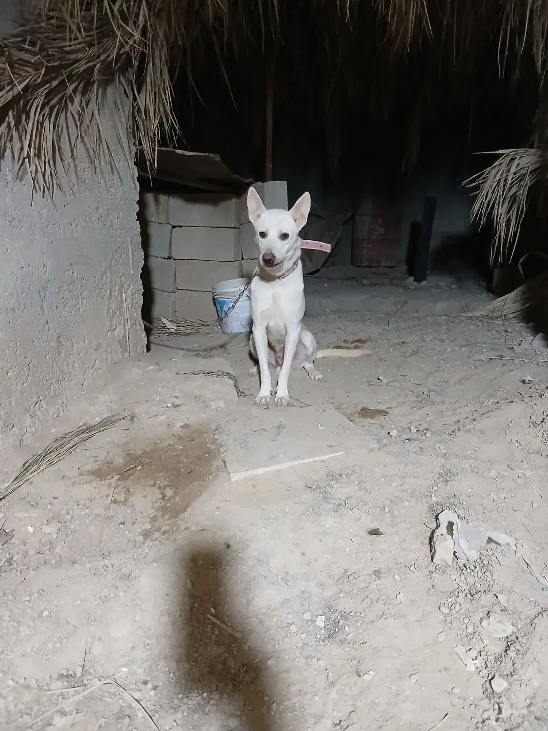 سگ گرگی سفید|سگ|آبپخش, |دیوار