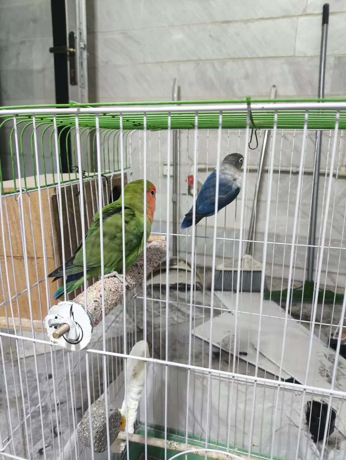 طوطی برزیلی مولد با بچه دو عدد|پرنده|پاکدشت, پاکدشت (مامازند)|دیوار