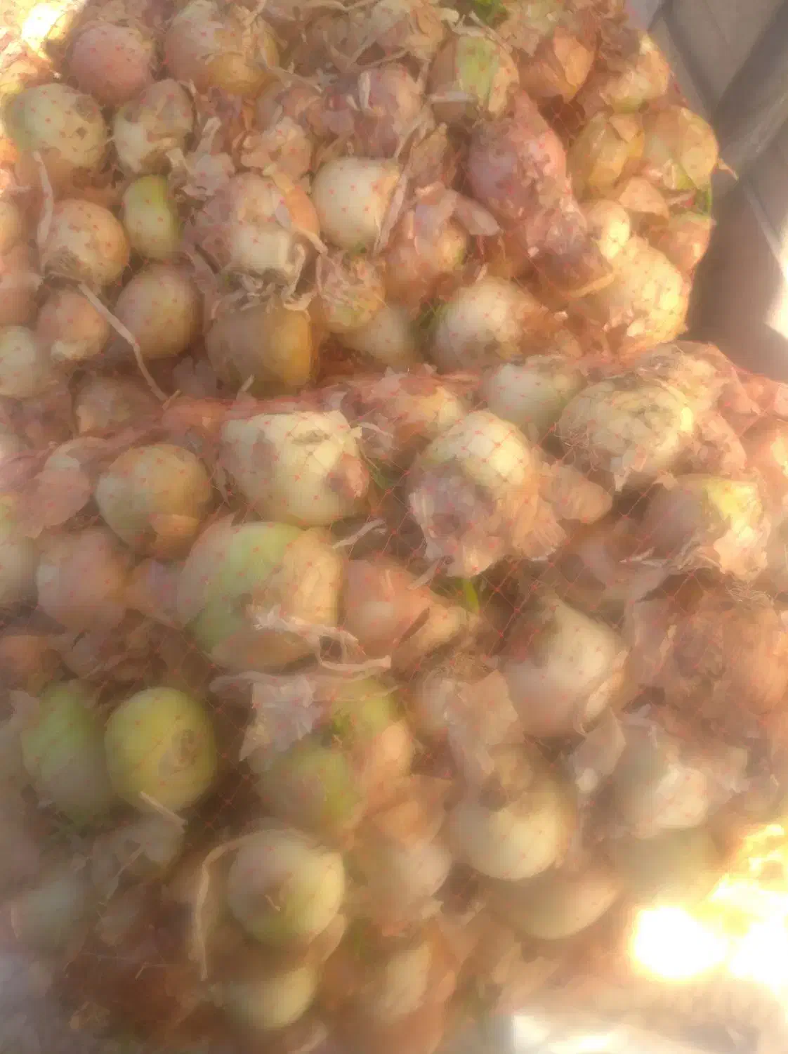 پیاز طوری|خوردنی و آشامیدنی|قم, کلهری|دیوار