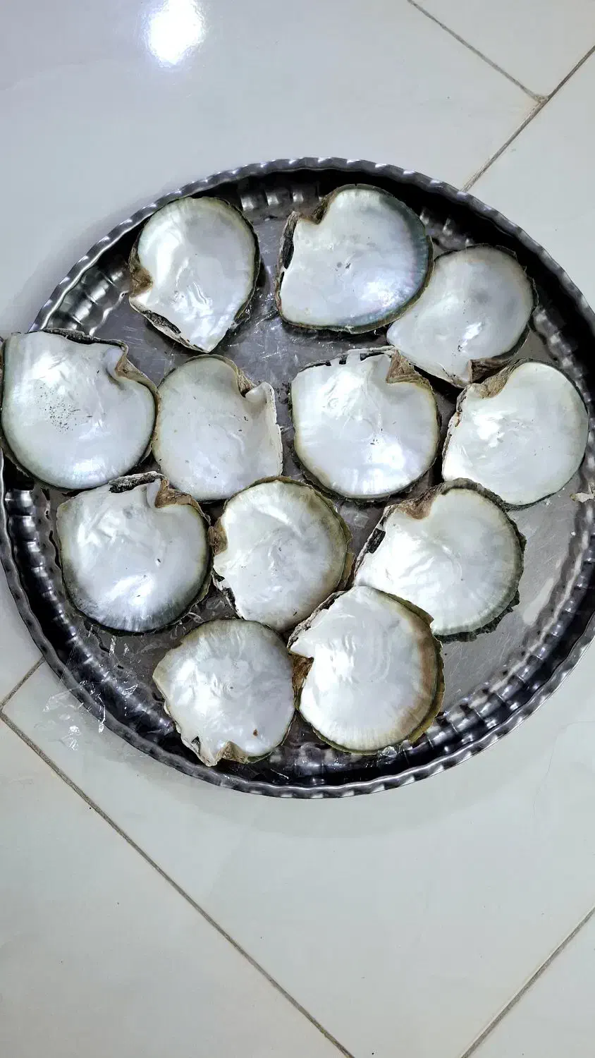 صدف براق|ماهی|اسفراین, |دیوار