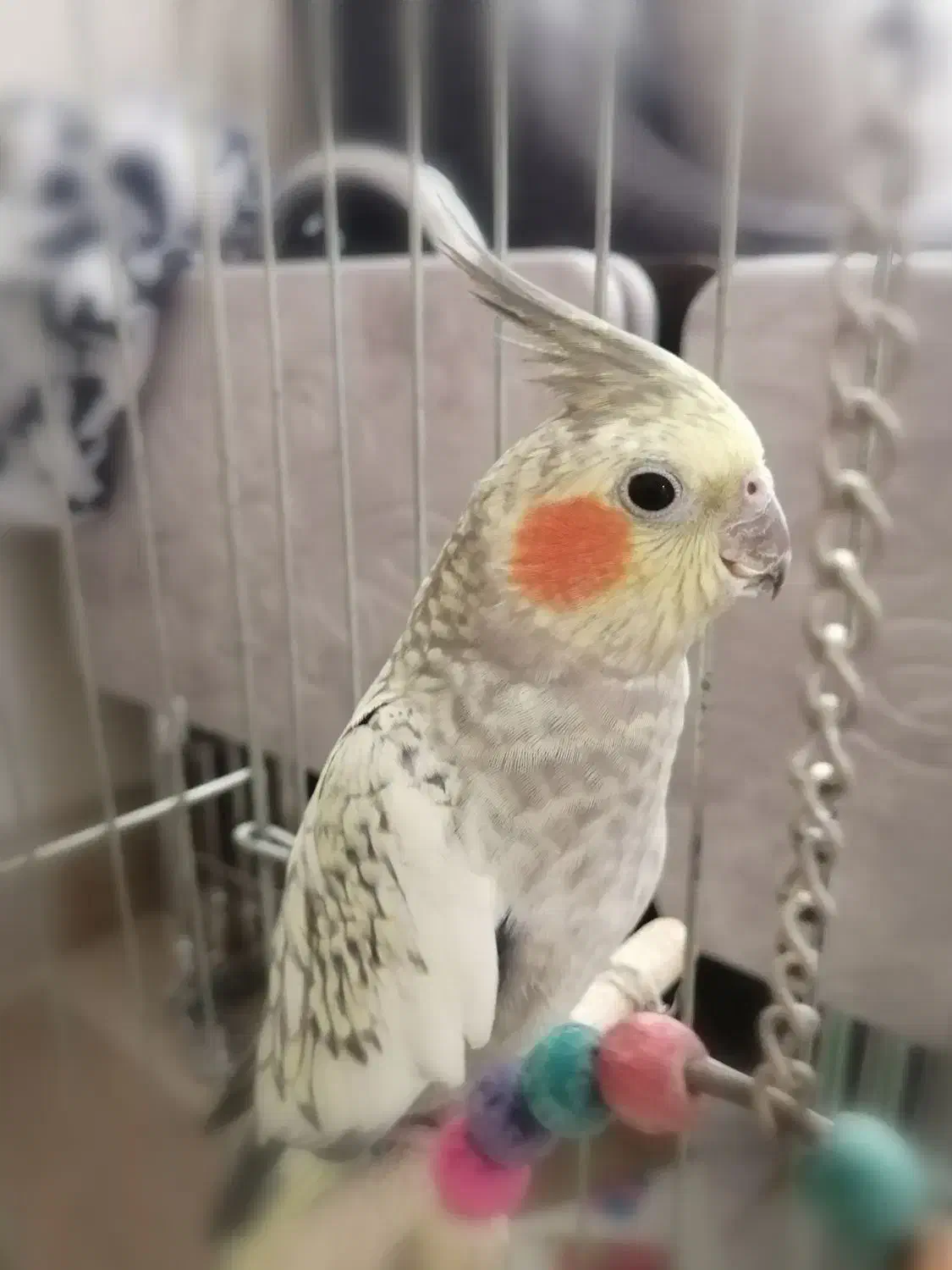 عروس هلندی|پرنده|شیراز, شهرک سراج|دیوار