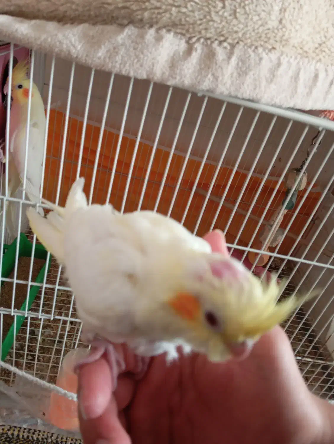 دو عدد جوجه عروس هلندی|پرنده|تربت‌حیدریه, یحیی آباد|دیوار