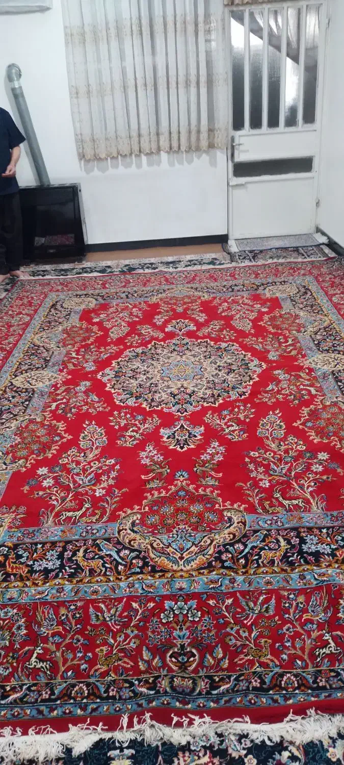 فرش پانصد شانه|فرش|بندر امام خمینی, |دیوار