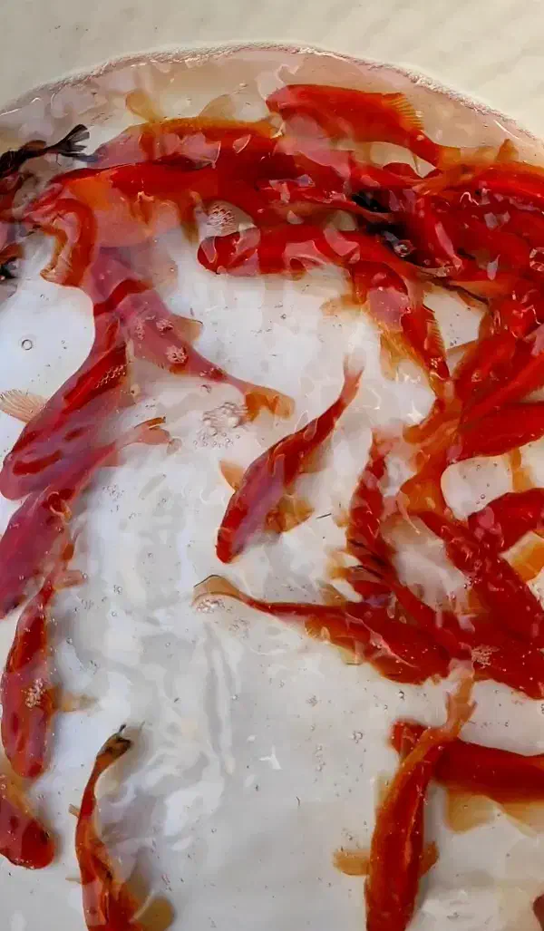 ماهی عید|ماهی|مشهد, فاطمیه|دیوار