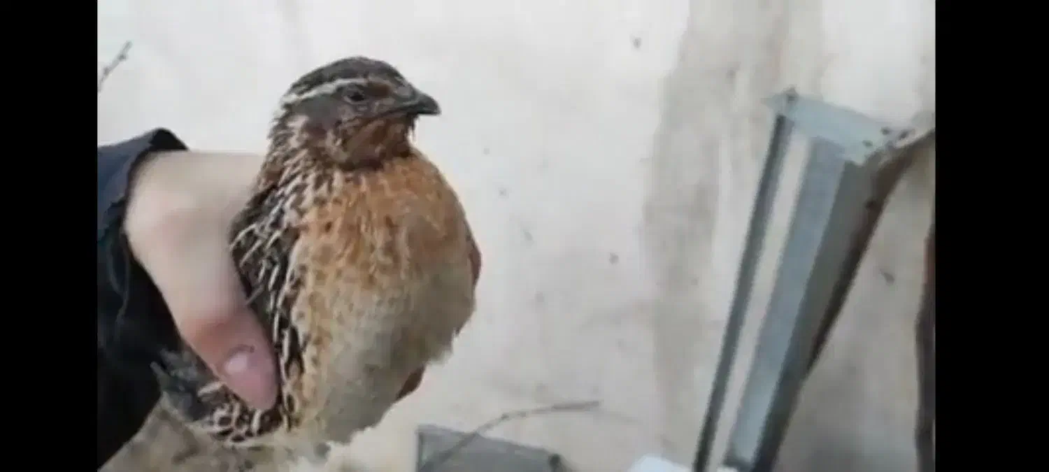 بلدرچین ماده|پرنده|فرخ‌شهر, |دیوار