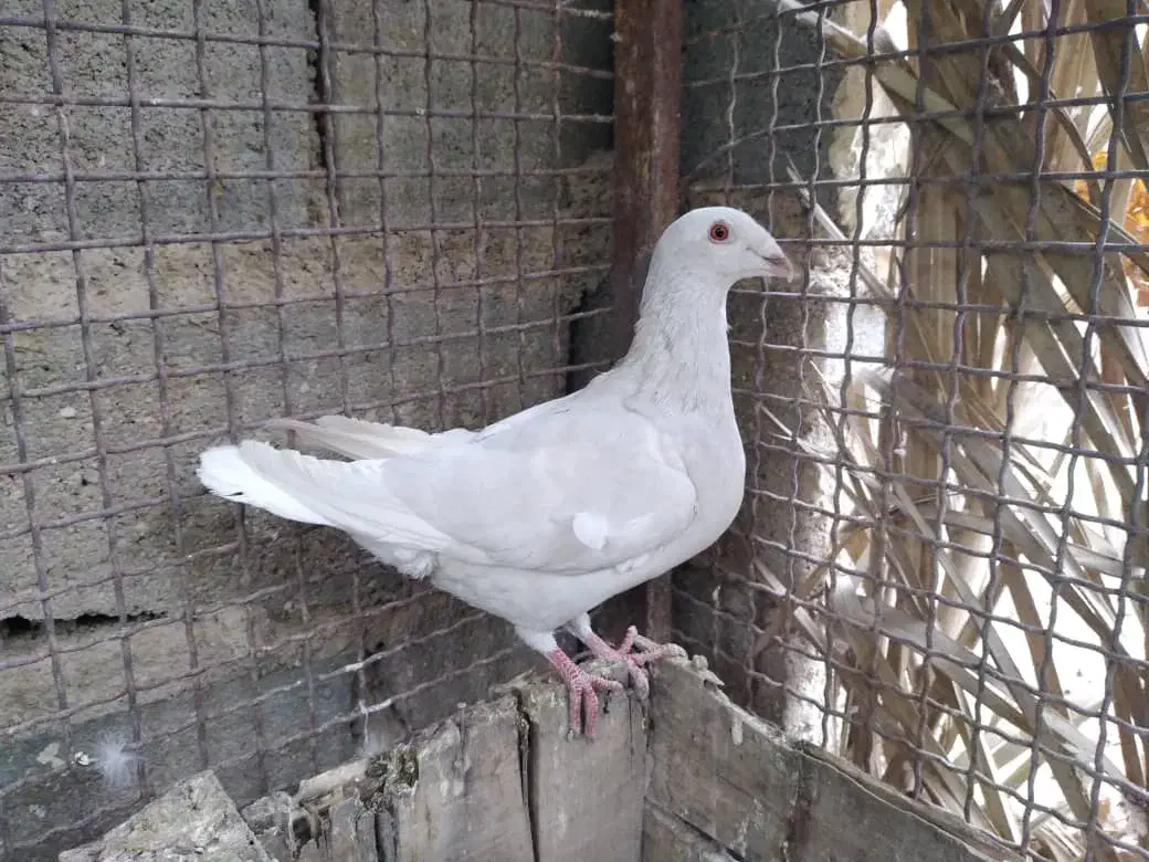 فروشی|پرنده|شیراز, شیخ علی چوپان|دیوار