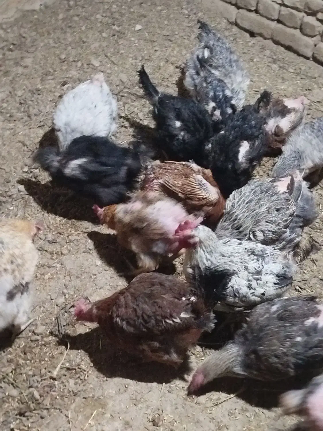 ۱۰عددمرغ ۲سال تخم میزارن هرروز|حیوانات مزرعه|زرین دشت (همدان), |دیوار