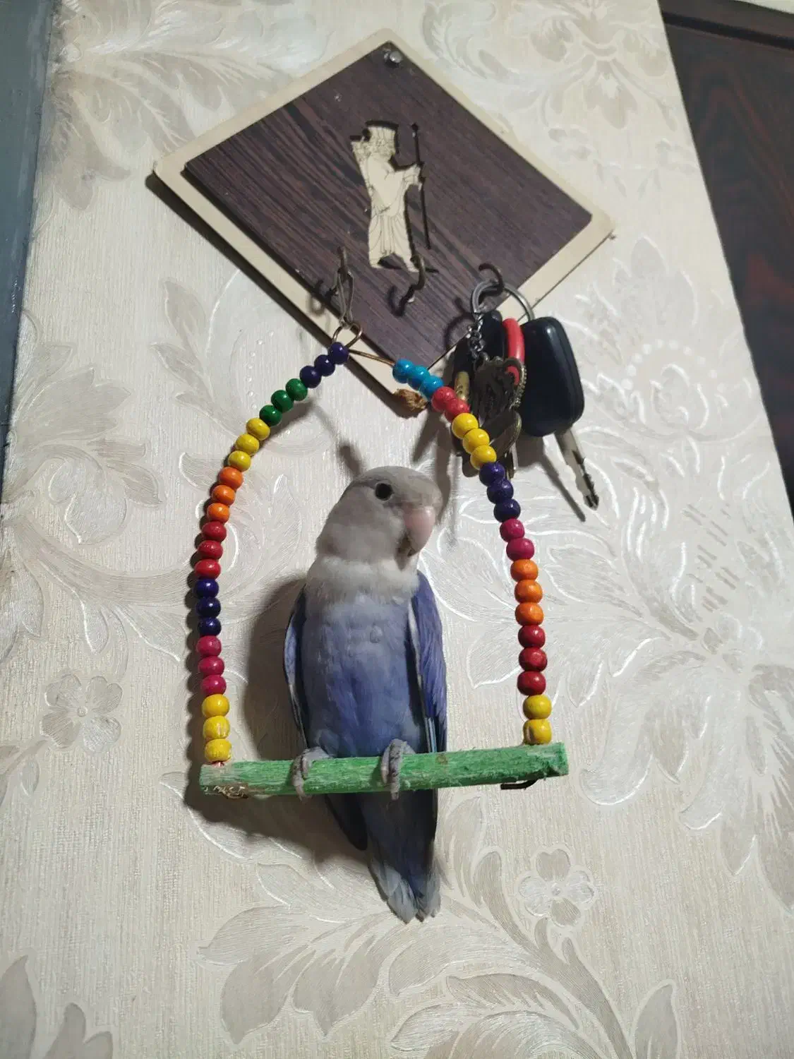 طوطی برزیلی اوپال رنگ خاص|پرنده|اهواز, پردیس دو|دیوار