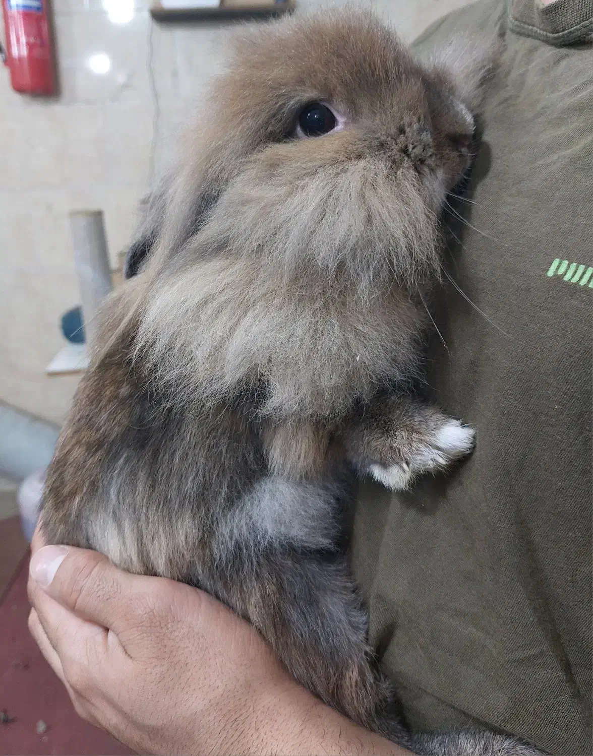 حیوان ها وسیله بازی نیستن  .خرگوش لوپ|موش و خرگوش|شهریار, شهریار|دیوار