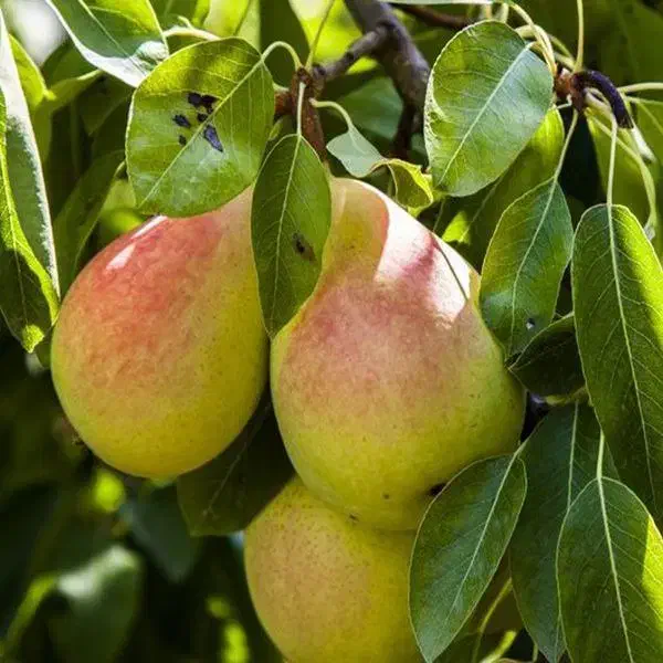 نهالستان پالیز|خدمات باغبانی و درختکاری|اصفهان, آهنگران|دیوار