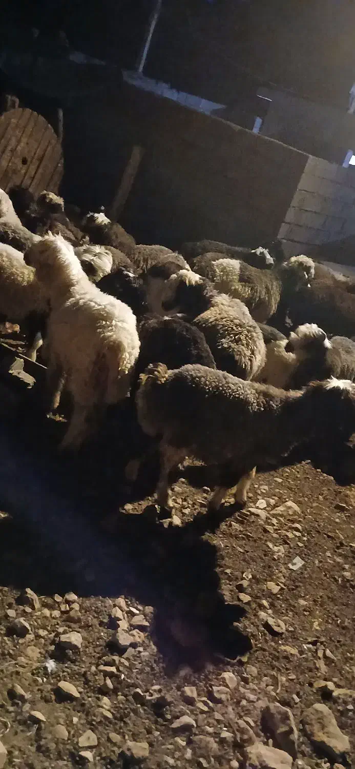 ۳۰ راس بره پرواری برای فروش|حیوانات مزرعه|اندیکا, |دیوار