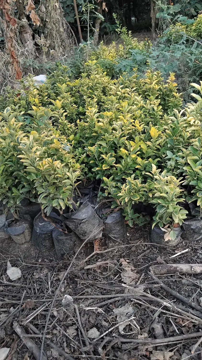 شمشاد طلایی|گل و گیاه طبیعی|خرمآباد (تنکابن), |دیوار