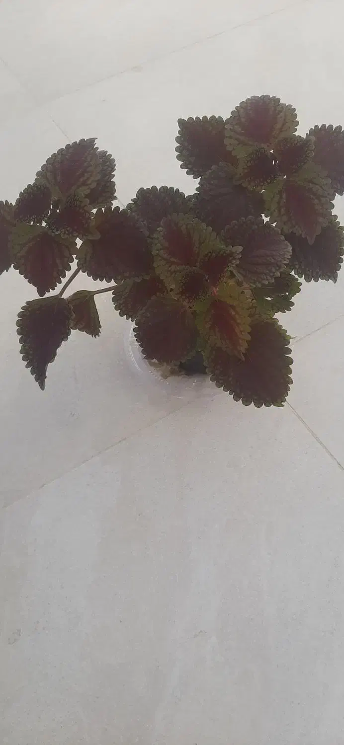 گل حسن یوسف در گراش|گل و گیاه طبیعی|گراش, |دیوار