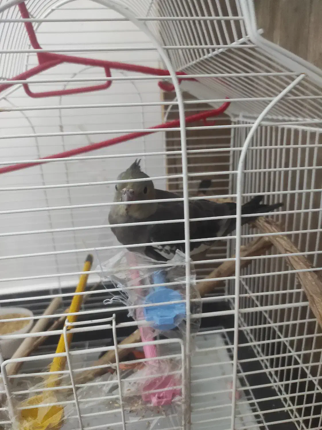 طوطی گمشده در مسکن مهر|حیوانات|بهبهان, |دیوار