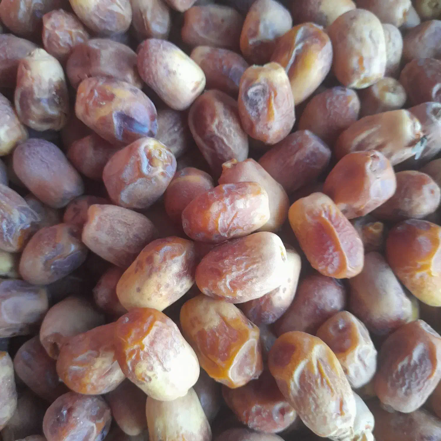 خرمای زاهدی (قصب)|عمدهفروشی|افزر, |دیوار