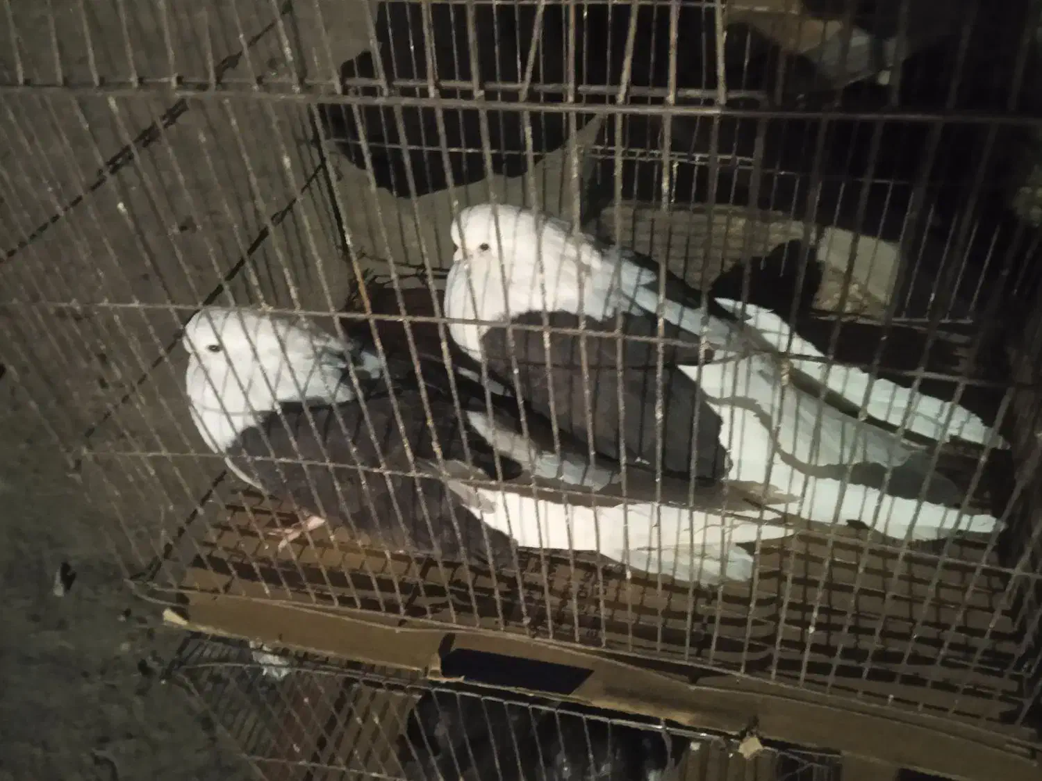 سیاه.پشدار|پرنده|جیرفت, |دیوار