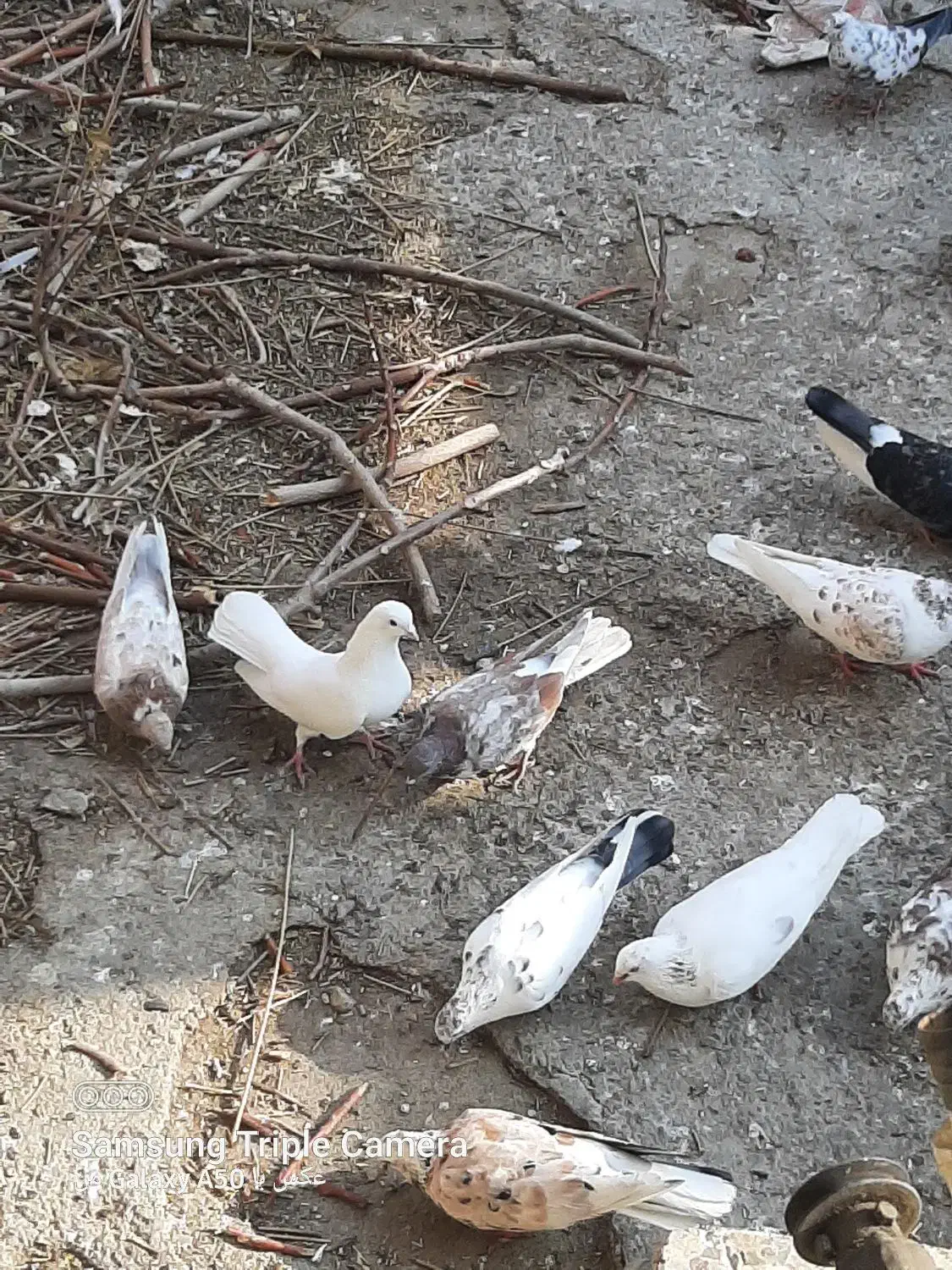 فروش تمام کبوتر ها یک جا|پرنده|نقده, |دیوار