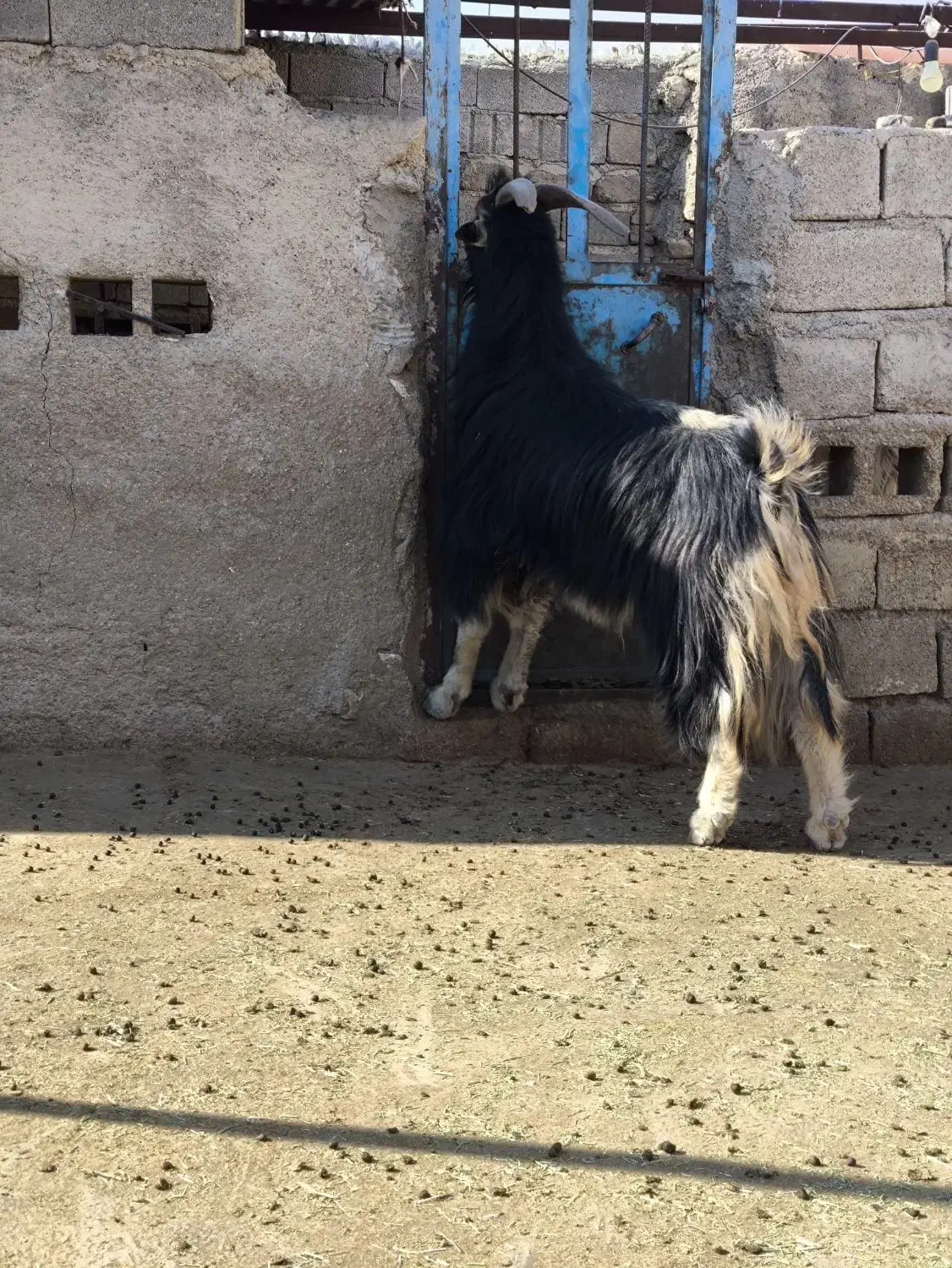 پازن چرمه سفید|حیوانات مزرعه|شیراز, گل سرخ|دیوار