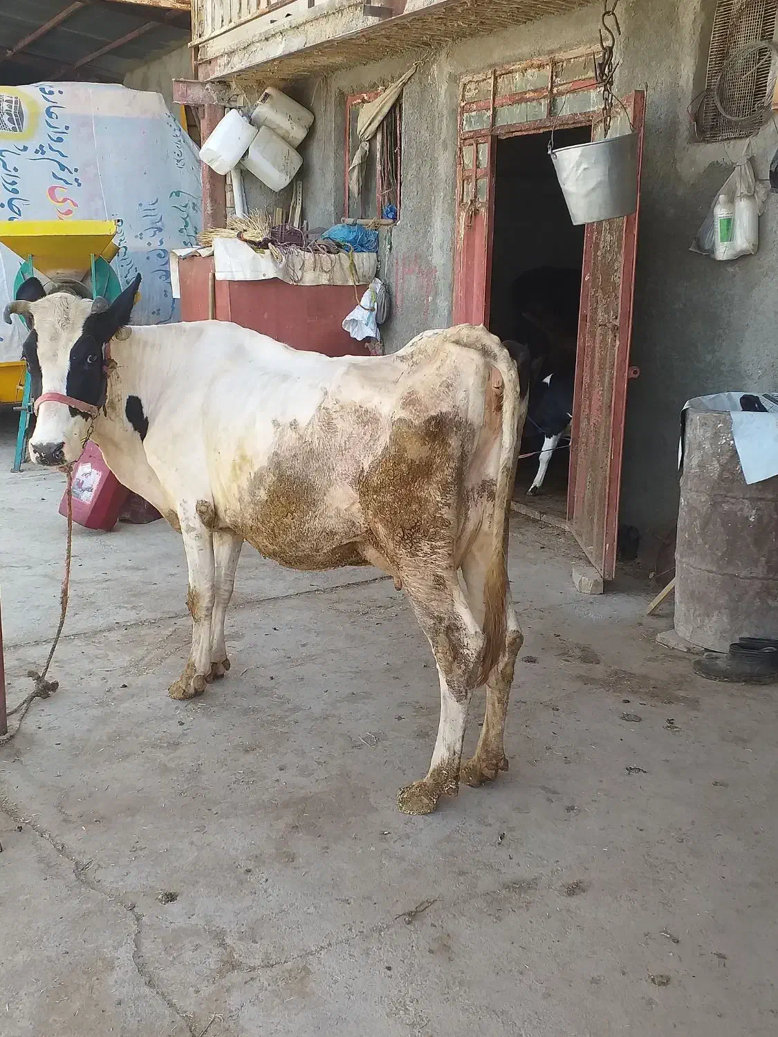 گاوباگوساله سیمینتال|حیوانات مزرعه|بروجرد, |دیوار