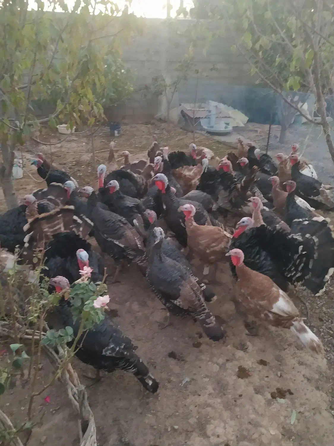 فروش بوقلمون محلی عمده خورده|حیوانات مزرعه|بوکان, |دیوار