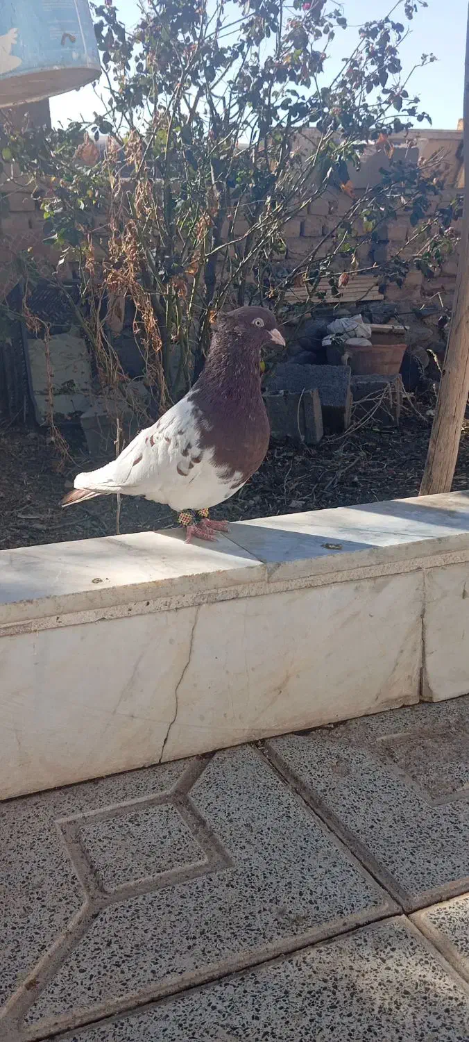 کبوتر|پرنده|نیشابور, مازول|دیوار