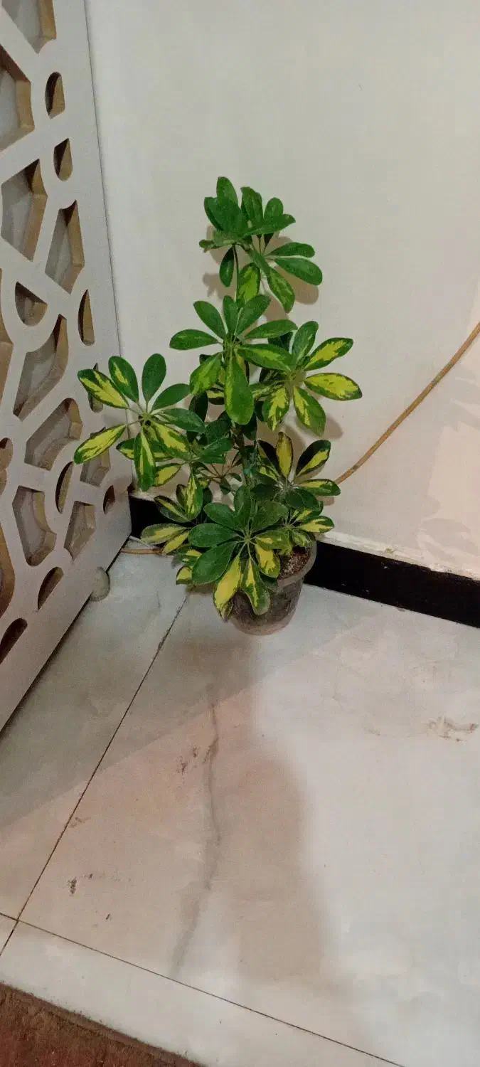 تلفن نیست|تلفن رومیزی|خرمآباد, |دیوار