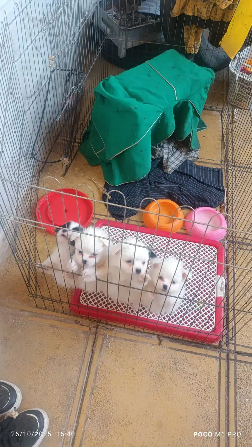 سگ شیتزو|سگ|ورامین, ورامین|دیوار