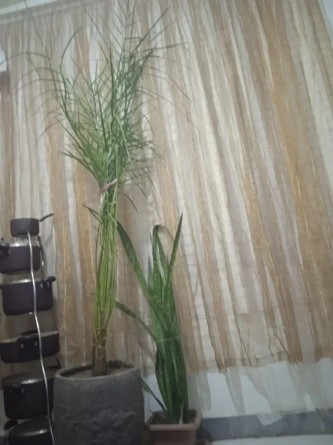 سانسور یا با خرما10ساله|گل و گیاه طبیعی|شیروان (خراسان), |دیوار