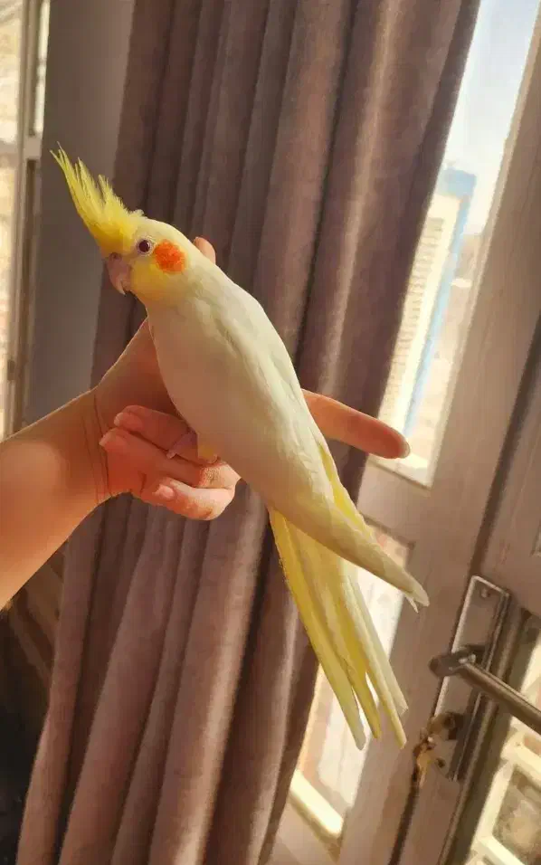 طوطی عروس هلندی لوتینو نر سخنگو نیمه دستی|پرنده|دزفول, |دیوار