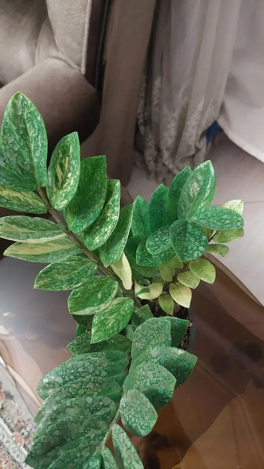 زاموفیلیا ابلق|گل و گیاه طبیعی|مشهد, نرگس (شهرک غرب)|دیوار