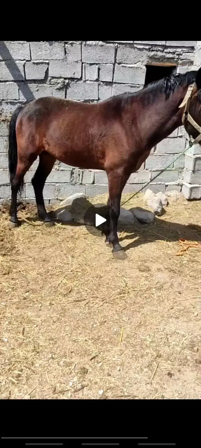 اسب نر|اسب و تجهیزات اسبسواری|مشگین شهر, |دیوار