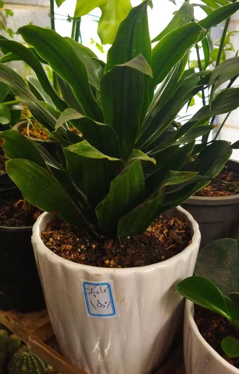 سری جدیدگلهای زیبا|گل و گیاه طبیعی|کرج, شهرک بهداری|دیوار