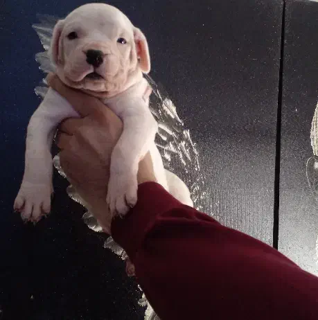 دوگو|سگ|تهران, اکباتان|دیوار