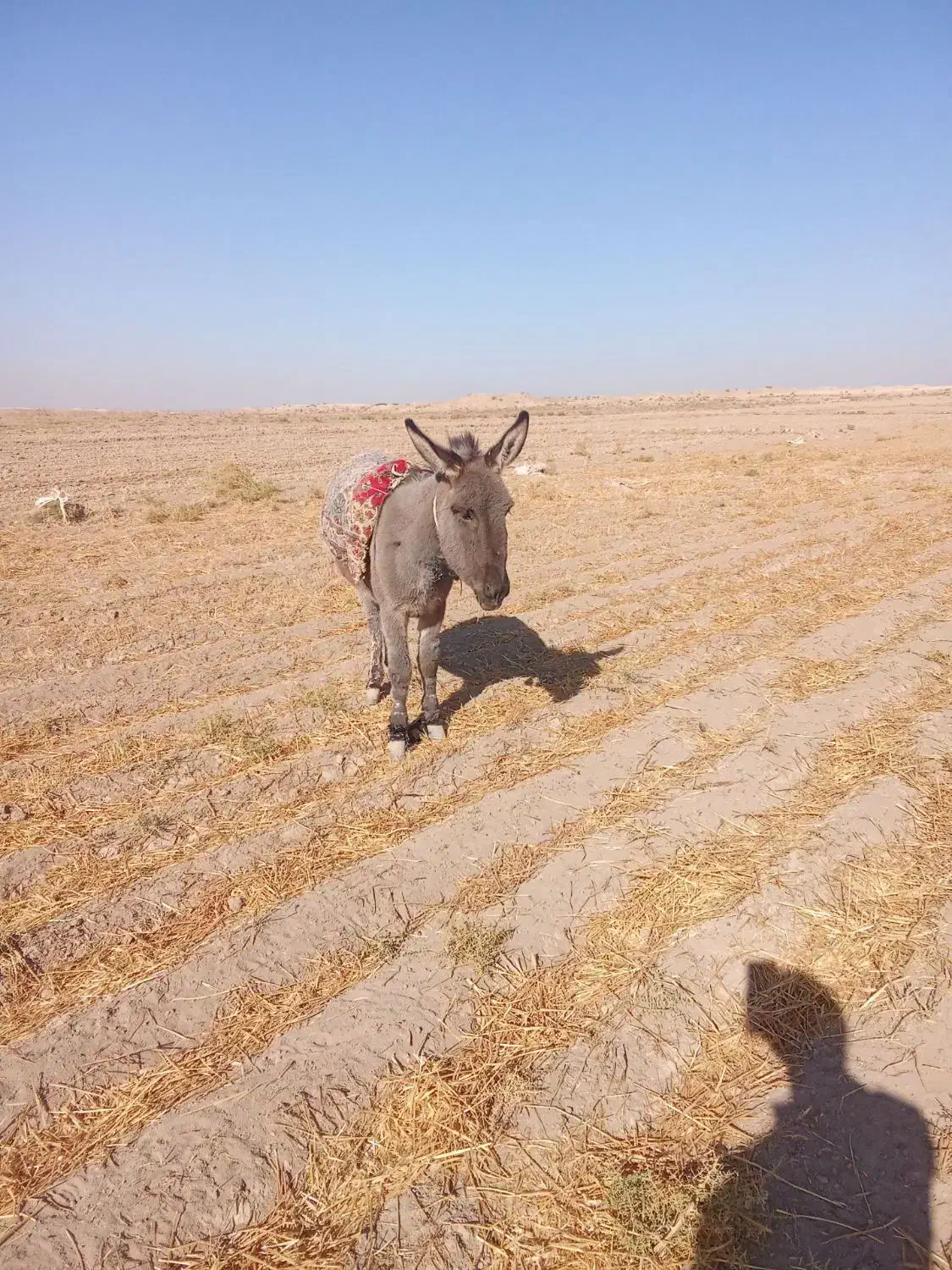 خر رمگی|حیوانات مزرعه|نصر آباد, |دیوار