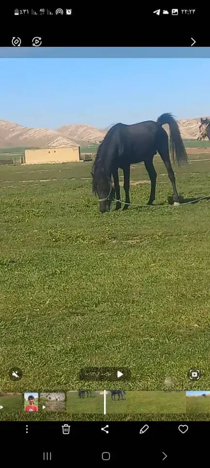 اسب|اسب و تجهیزات اسب‌سواری|اسلام‌‌آباد غرب, |دیوار