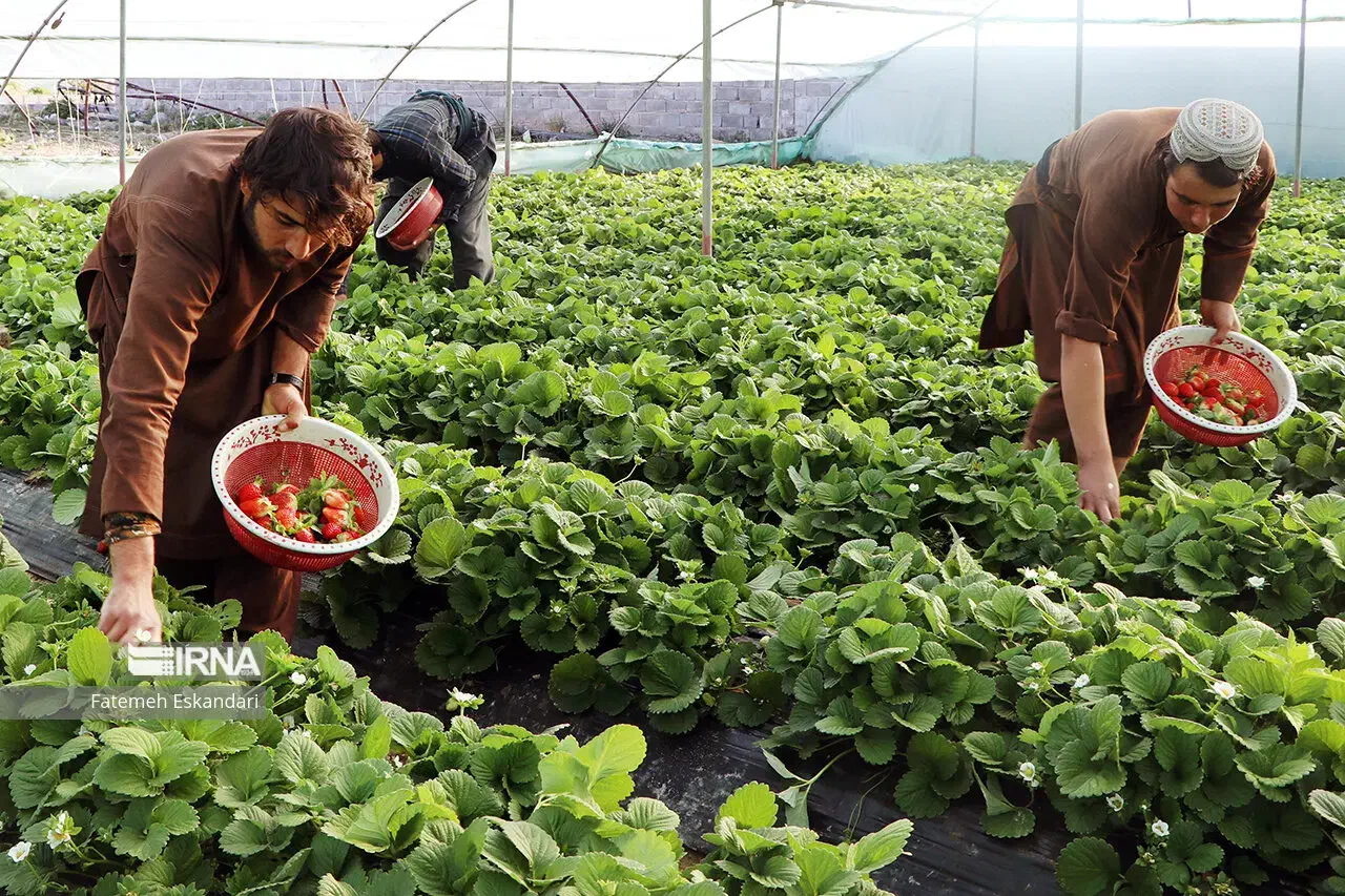 استخدام دو نفر کارگر دائم گلخانه|استخدام صنعتی، فنی، مهندسی|دهاقان, |دیوار