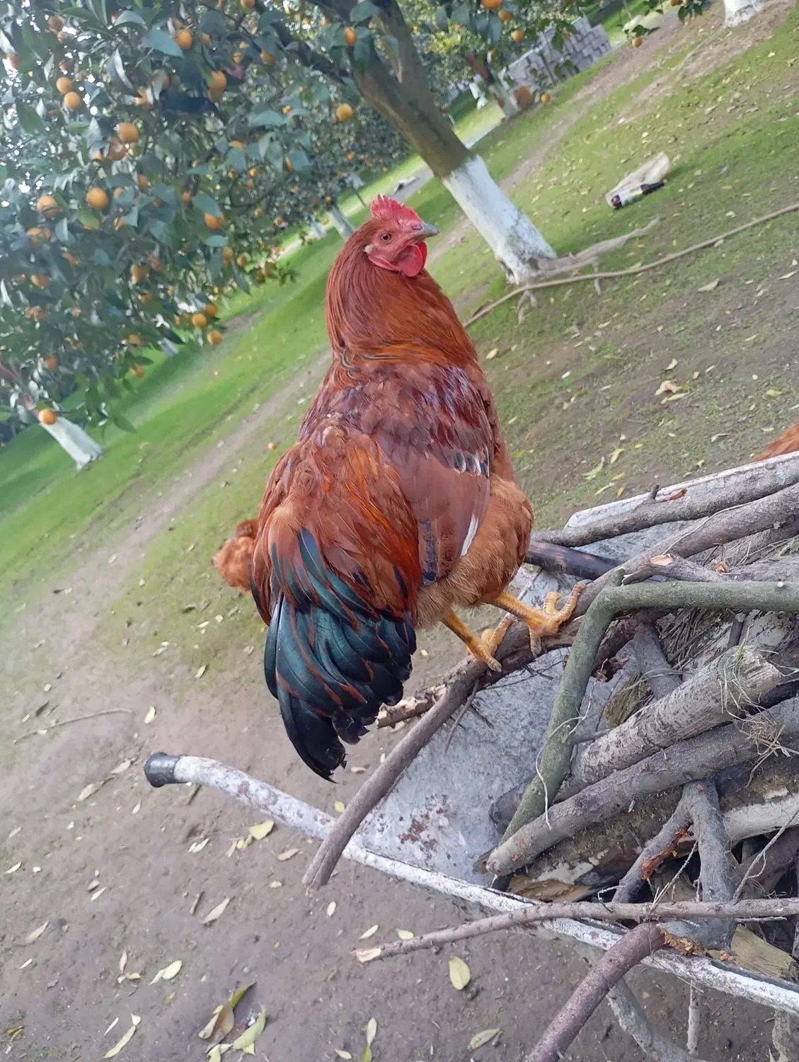 فروش خروس|حیوانات مزرعه|چالوس, |دیوار