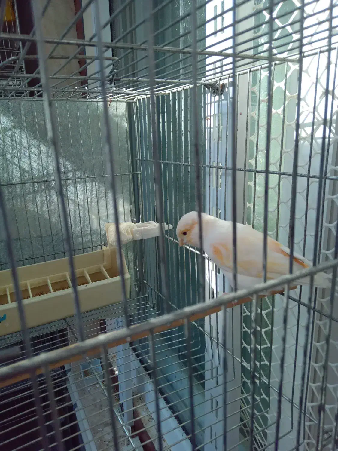 قناری ماده|پرنده|تهران, اسفندیاری|دیوار