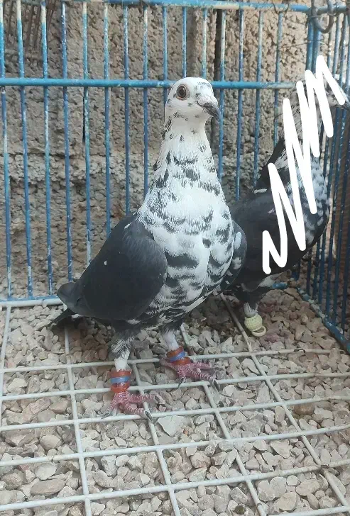 سینه سفید نر|پرنده|خشت, |دیوار