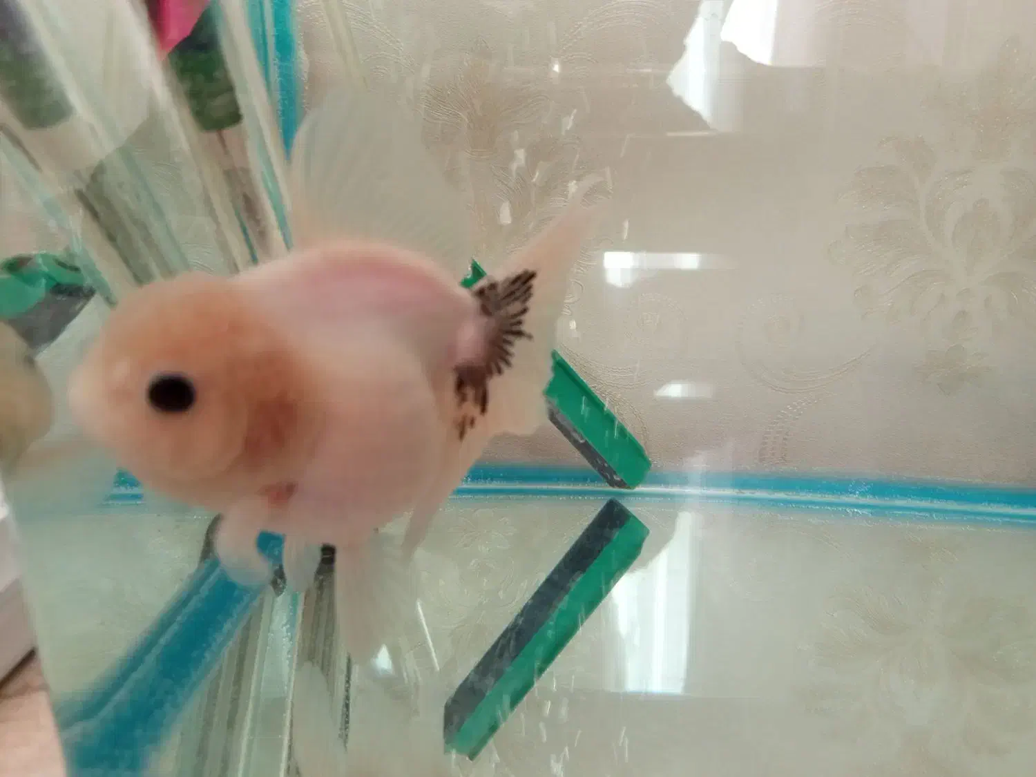 گلدفیش|ماهی|ارومیه, |دیوار