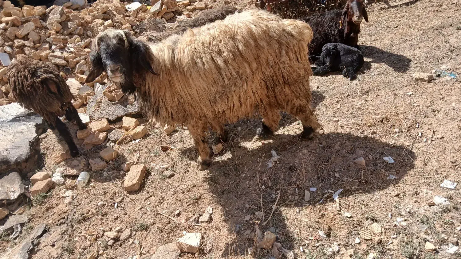 شیشک قوچ|حیوانات مزرعه|شهرکرد, |دیوار