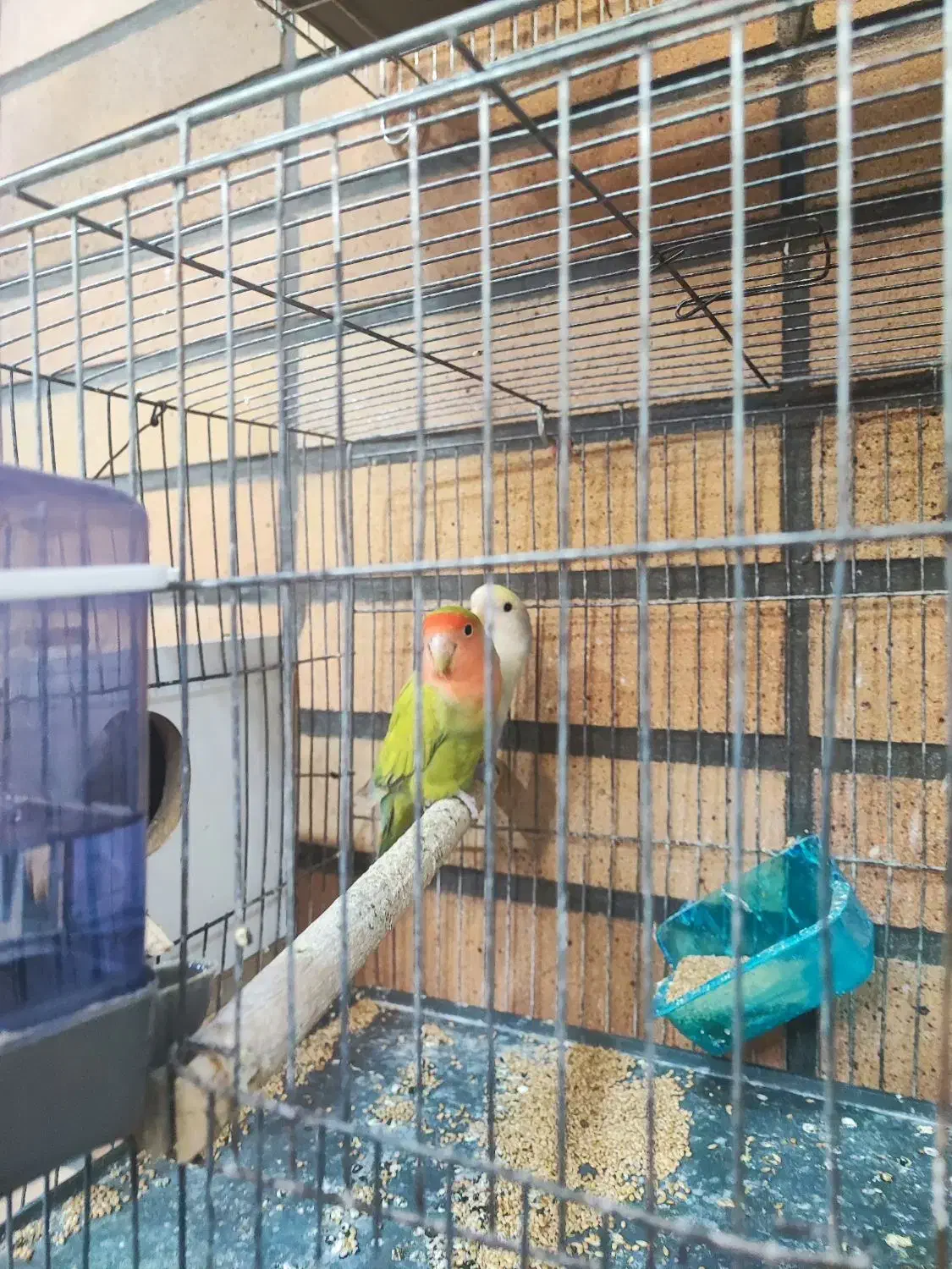 طوطی برزیلی مولد|پرنده|شوشتر, |دیوار