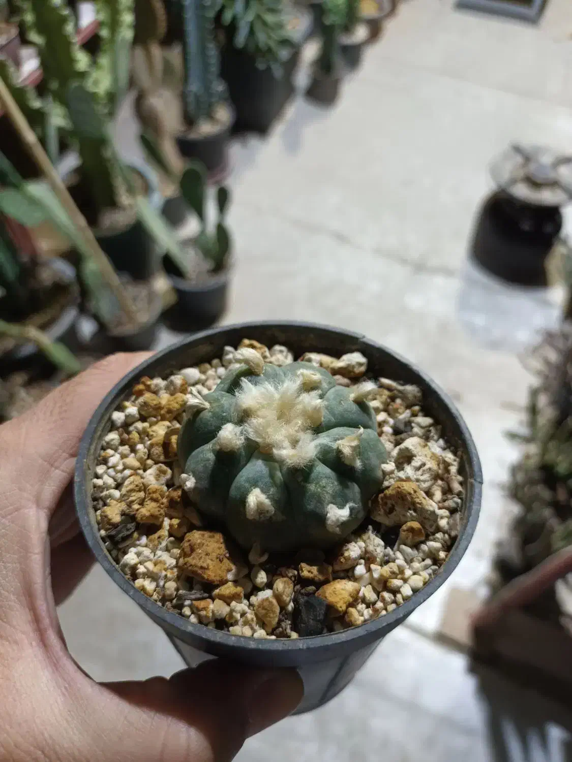 کاکتوس|گل و گیاه طبیعی|شاهین‌شهر, طالقانی|دیوار