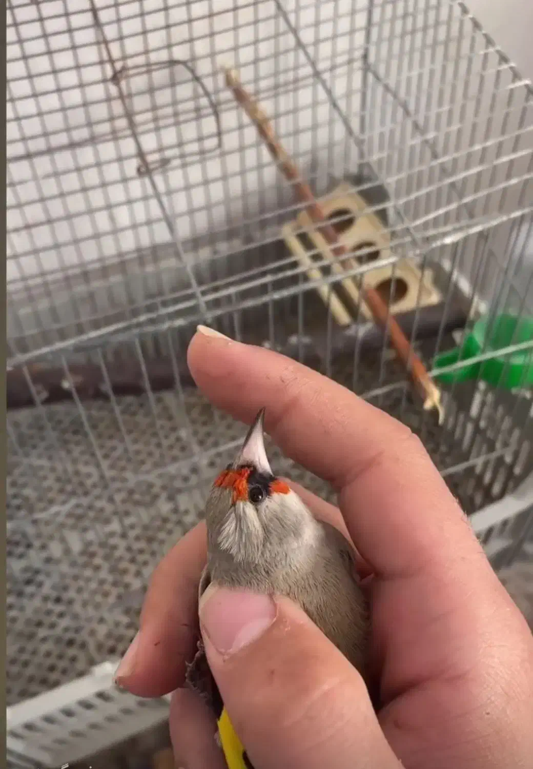 سهره کرمانی مست|پرنده|بجنورد, |دیوار