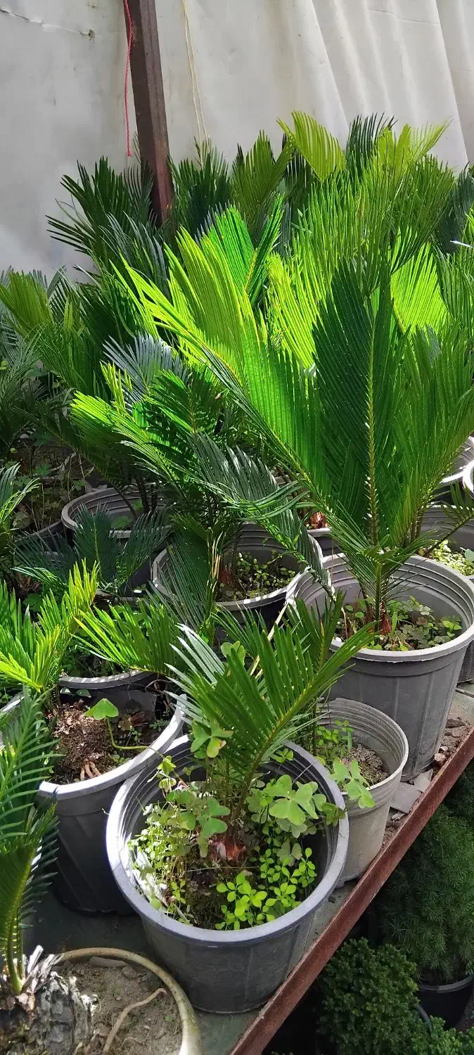 درخت کاری باغبانی گل گیاه تهران تخصص در گیاهان|خدمات باغبانی و درختکاری|تهران, بلوار کشاورز|دیوار