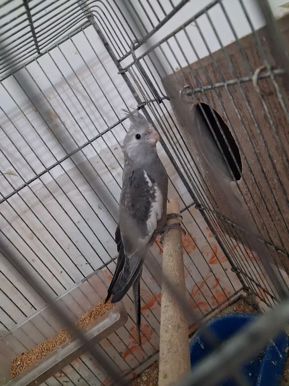 عروس هلندی وایت فیس|پرنده|دره شهر, |دیوار