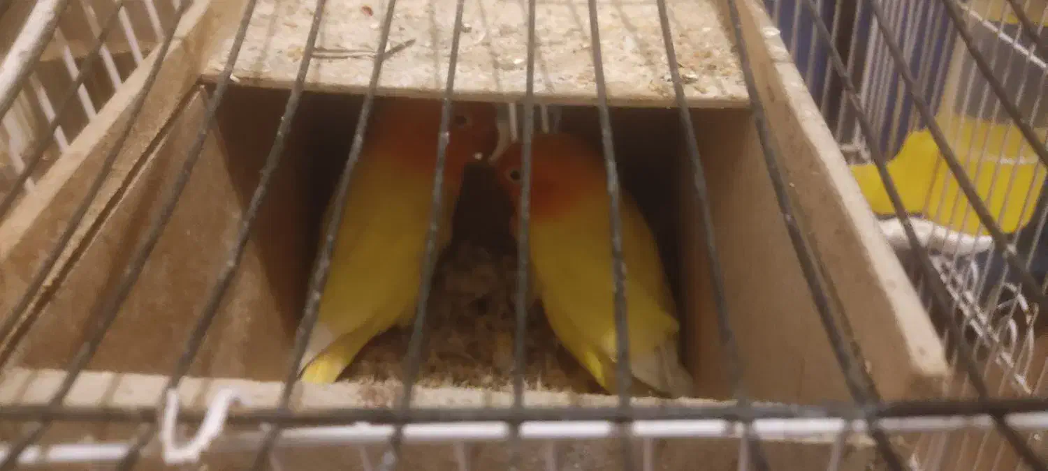 کوتوله فیشر طلایی|پرنده|فولادشهر, A3|دیوار