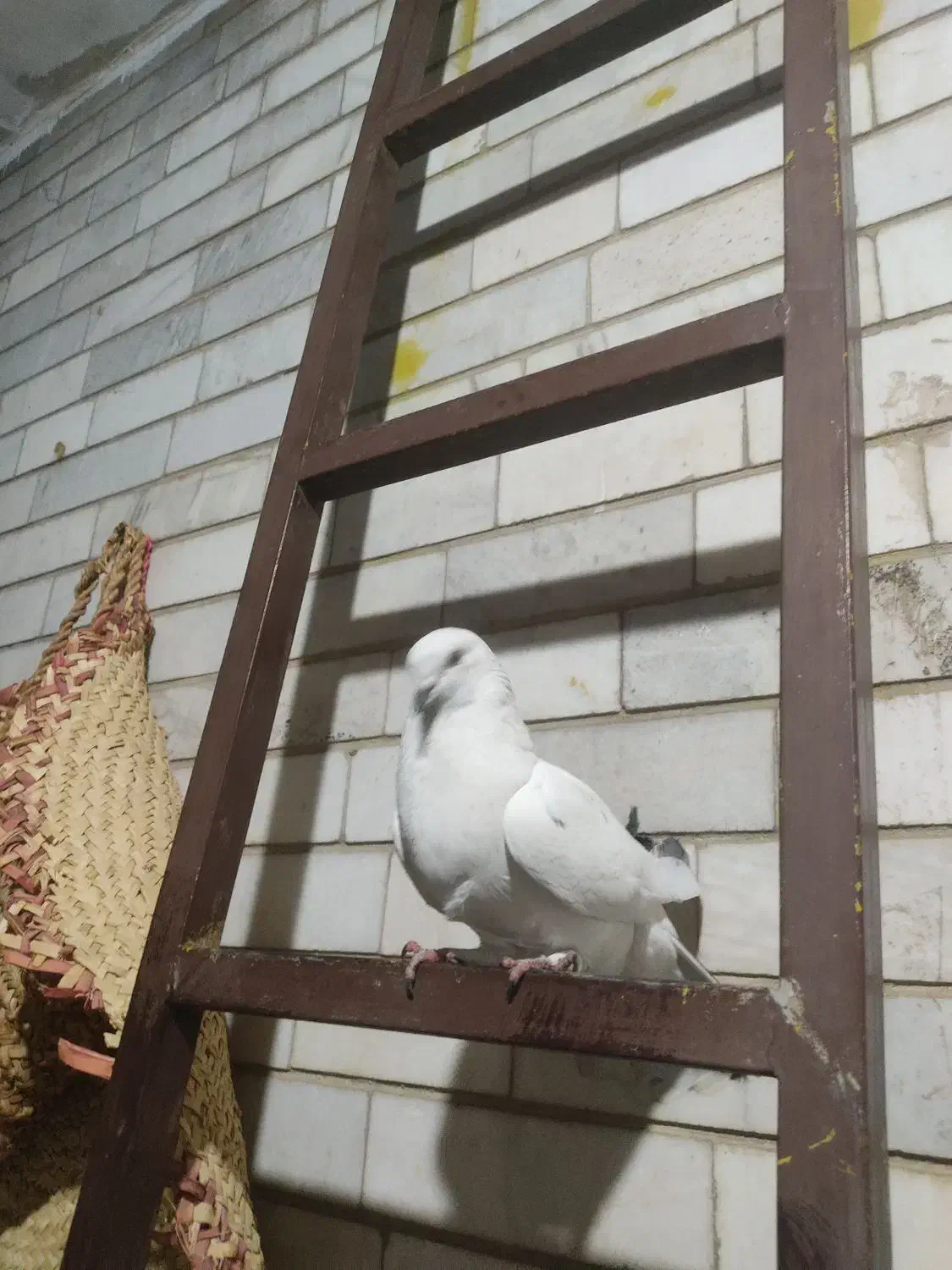 کبوتر|پرنده|اصفهان, باتون|دیوار